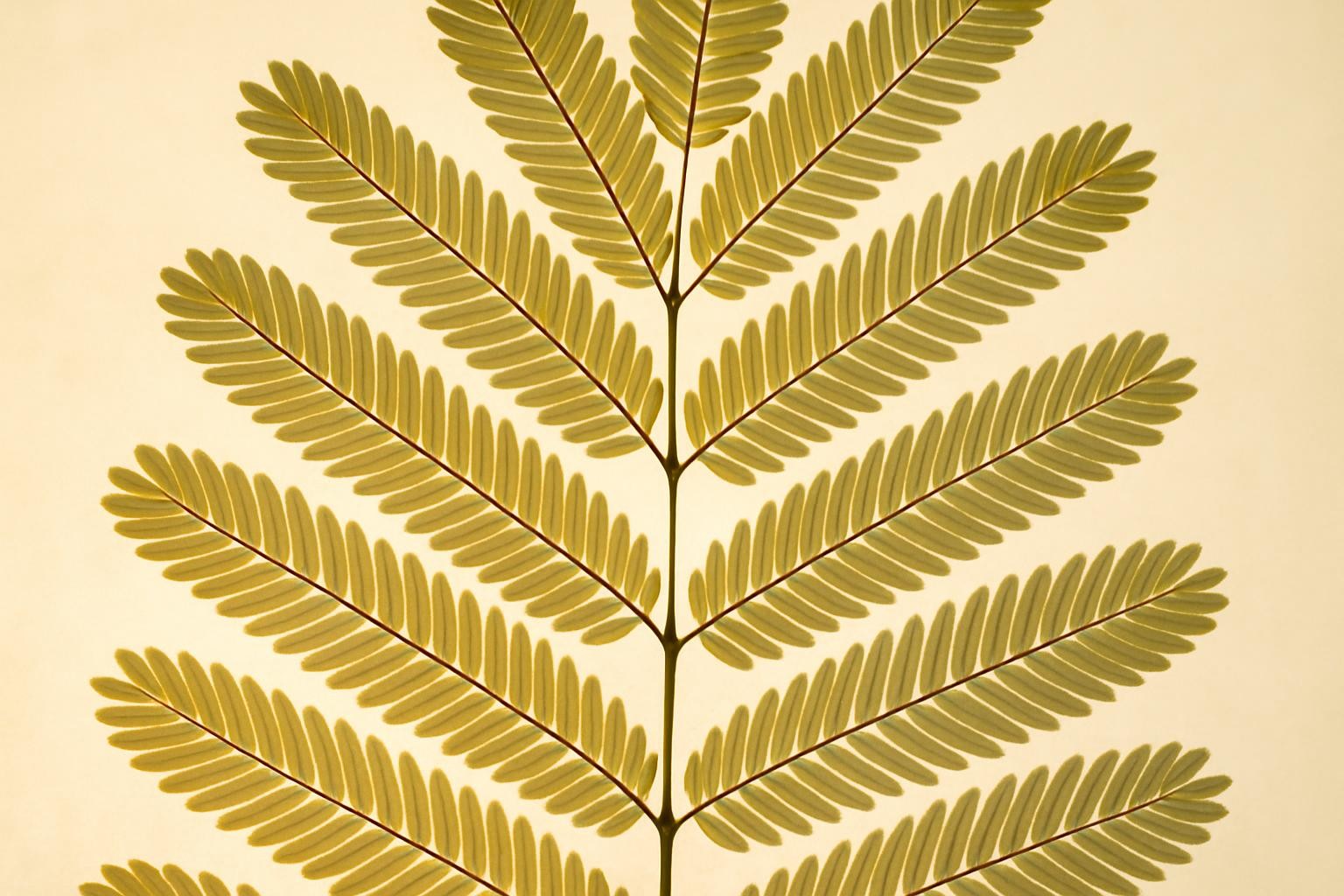 Backlit macro of the bipinnate compound leaf, fine paired leaflets glowing translucent.